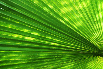 Obraz premium palm tree leaf texture