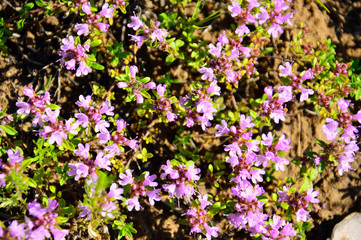 Naklejka premium Background. Flowering Thyme (lat.Thymus)