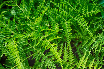 green fern plant texture