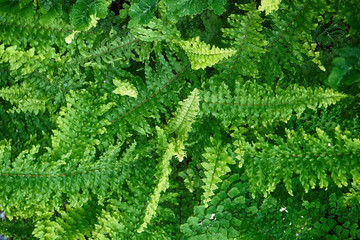 green fern plant texture