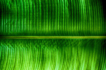 banana plant leaf texture