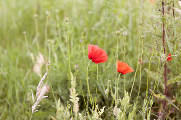 Wild blooming poppies in field, spring time