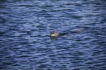 Fototapeta premium Seal swimming in water on small island Düne. Helgoland, Germany.