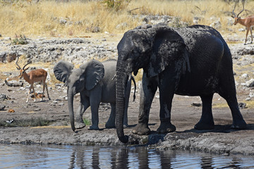 Naklejka premium afrikanische Elefanten (loxodonta africana) am Wasserloch im Etosha Nationalpark