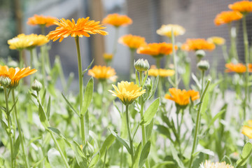 Fototapeta premium Calendula officinalis in herbal garden, marigold