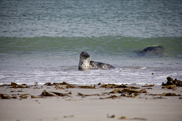 Harbor Seals (Phoca Vitulina) playing in water on small island D&uuml;ne. Helgoland, Germany.