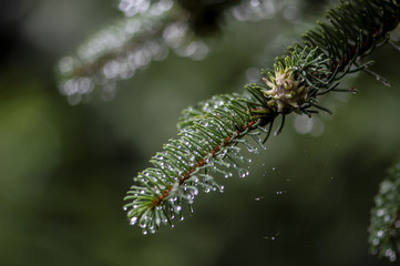 Pine branches after the rain