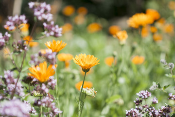 Calendula officinalis in herbal garden, marigold
