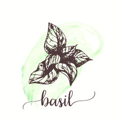 Basil sketch on watercolor paint. Hand drawn ink illustration of basil leaf. Vector design for tags, cards, packaging, promo