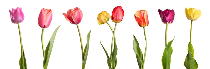 Fototapete Blumen Blumen. Reihe von schönen bunten Tulpen isoliert auf weißem Hintergrund