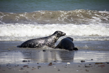 Fototapeta premium Harbor Seals (Phoca Vitulina) playing in water on small island Düne. Helgoland, Germany.