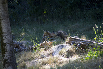 Red Fox on a meadow. Vulpes Vulpes.