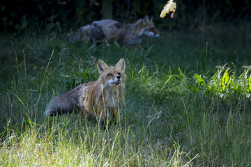 Red Fox in the grass. Vulpes Vulpes.