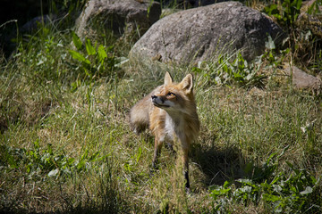 Obraz premium Red Fox in the grass. Vulpes Vulpes.