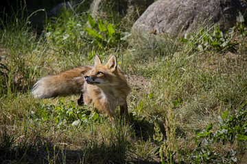 Red Fox in the grass. Vulpes Vulpes.