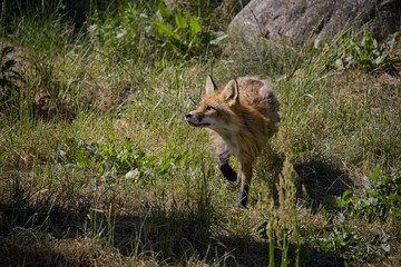 Red Fox in the grass. Vulpes Vulpes.