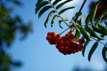 Close-up guelder or viburnum swaying in the wind.