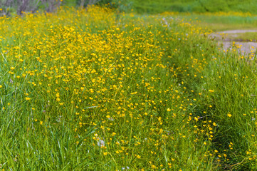 Obraz premium Green meadow with yellow buttercups. A path in the tall grass. Summer landscape.