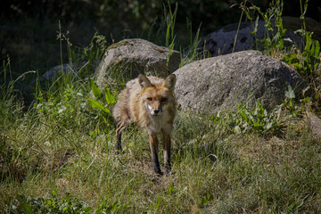Red Fox in the grass. Vulpes Vulpes.