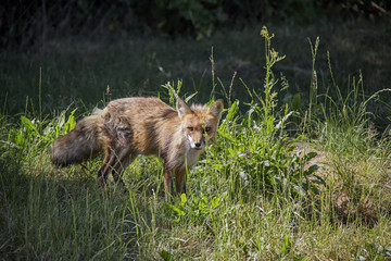 Red Fox in the grass. Vulpes Vulpes.