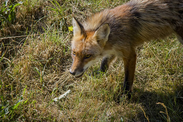 Red Fox in the grass. Vulpes Vulpes.