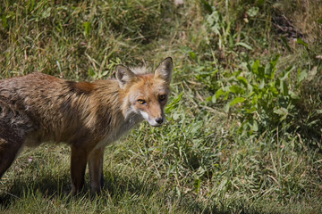 Portrait of Red Fox. Vulpes Vulpes.