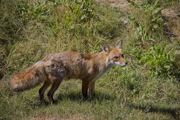 Red Fox in the grass. Vulpes Vulpes.