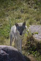 Eurasian wolf. Canis Lupus.