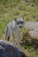 Eurasian wolf. Canis Lupus.