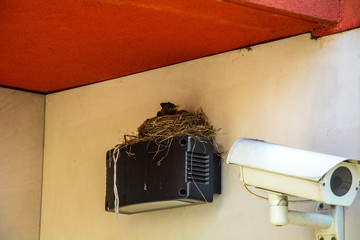 Bird's Nest on the video camera tracking