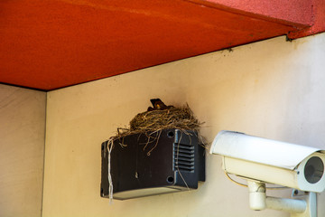 Bird's Nest on the video camera tracking