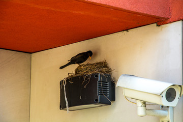 Bird's Nest on the video camera tracking