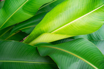 Closeup Green leaf nature for background . 