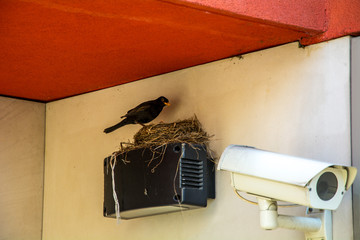 Bird's Nest on the video camera tracking
