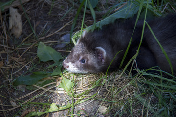 Portrait of polecat baby.