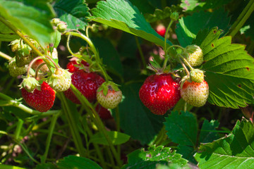 Strawberry on a branch in a garden, nature background