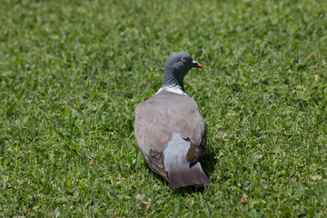 turtledove