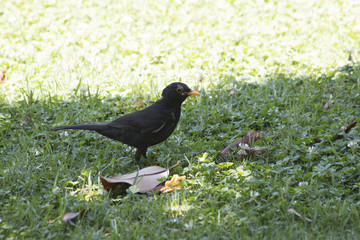 blackbird sitting on the grass