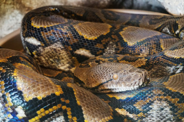 python snake animal