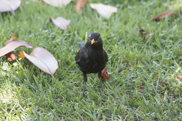 blackbird sitting on the grass