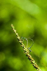 Damsel-fly