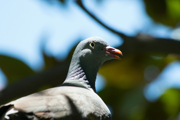 turtledove