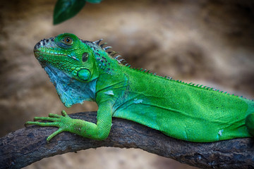 green iguana animal