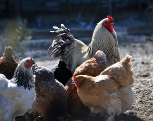 A small herd of chickens and a cock