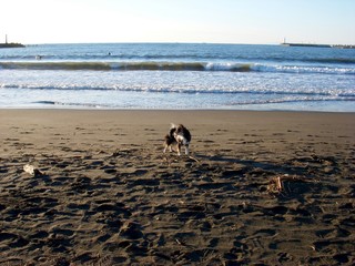 犬　浜辺