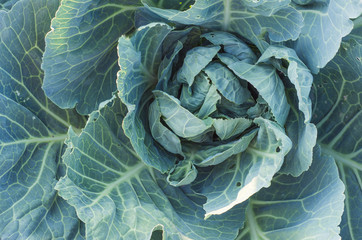 Fototapeta premium Soft focus of Big cabbage in the garden