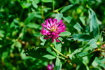 beautiful field flower