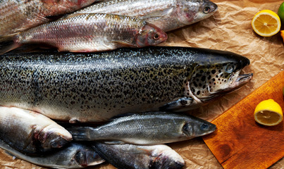Fototapeta premium Fishermen brought in an expensive fish restaurant fresh fish and shrimp, cook expensive restaurant immediately started to marinate seafood for further preparation of these different hot dishes