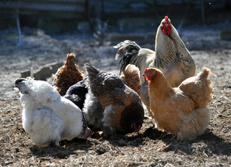 A small herd of chickens and a cock