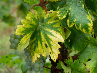Interveinal chlorosis caused by iron or nitrogen deficiency on a grape vine with grapes....